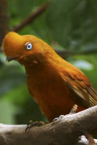 El zoo del Bronx. T(T4). El zoo del Bronx (T4): Una chica nueva en el barrio