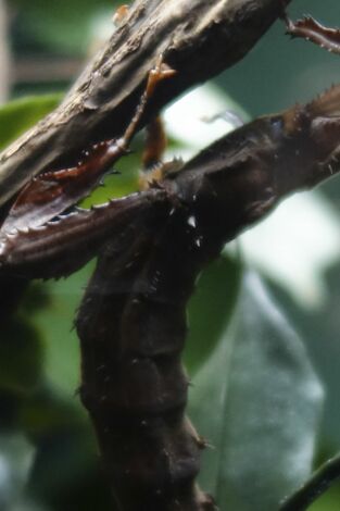 El zoo del Bronx. T(T4). El zoo del Bronx (T4): Nuestros queridos bichos