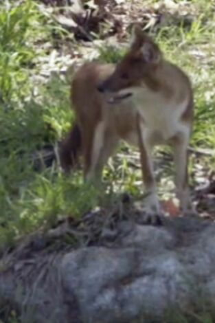 El zoo del Bronx. T(T4). El zoo del Bronx (T4): Perros salvajes en movimiento