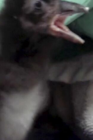 El zoo del Bronx. T(T4). El zoo del Bronx (T4): Un huevo excepcional