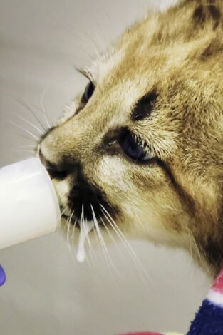 El zoo del Bronx. T(T4). El zoo del Bronx (T4): El rescate de unos cachorros de puma
