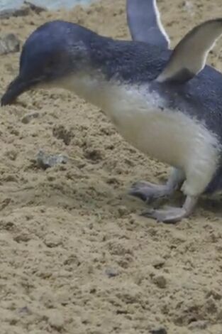 El zoo del Bronx. T(T4). El zoo del Bronx (T4): Pingüinos enamorados