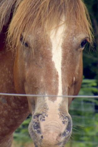Sobrevivir en lo salvaje. T(T9). Sobrevivir en lo... (T9): Todos los caballos bonitos