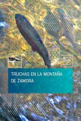 Truchas en la montaña de Zamora