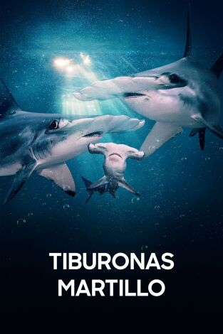 Tiburonas martillo