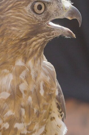 Monstruos: archivos perdidos. Monstruos: archivos...: EL Pájaro del Trueno de Pensilvania