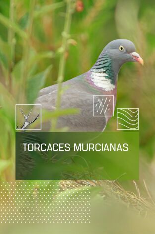 Torcaces murcianas