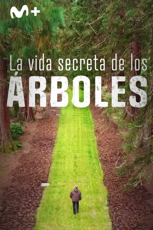 La vida secreta de los árboles