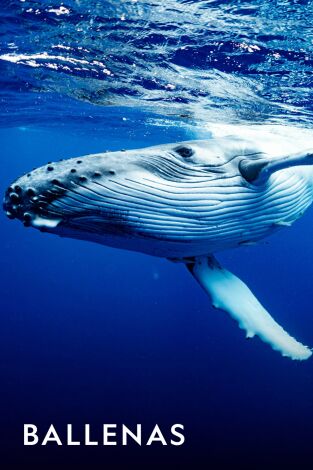 Ballenas. Ballenas: El reino de la ballena asesina