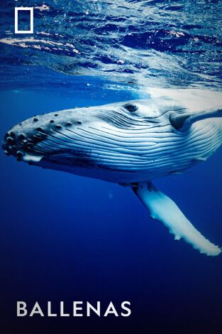 Ballenas