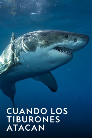 Cuando los tiburones atacan