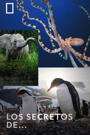 Los secretos de.... Los secretos de... 