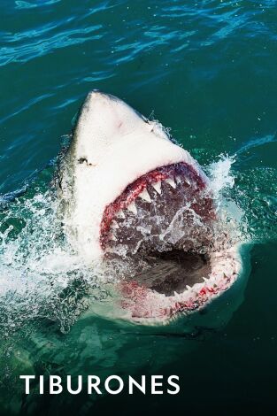 Tiburones. Tiburones: Los tiburones blancos de Cabo Cod