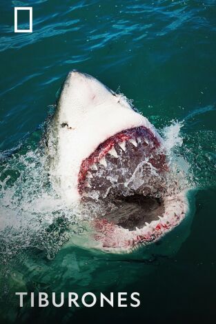 Tiburones. Tiburones 
