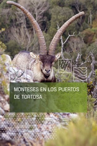 Monteses en los puertos de Tortosa