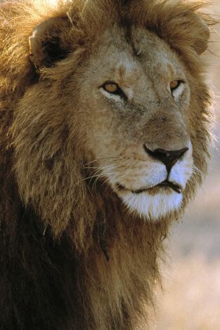 Diario de los grandes felinos. Diario de los grandes felinos: Ep.4