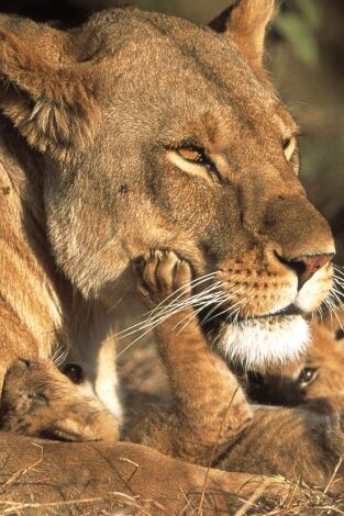 Diario de los grandes felinos. Diario de los grandes felinos: Ep.7