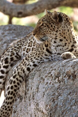 Diario de los grandes felinos. Diario de los grandes felinos: Ep.8