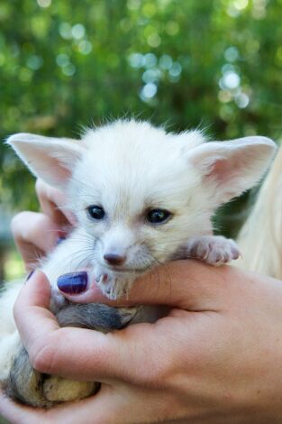 Animales adorables. Animales adorables