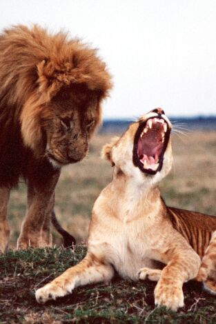 Campos de batalla salvajes. Campos de batalla salvajes