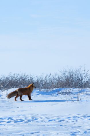 Vida bajo cero. Vida bajo cero: Muerte invernal