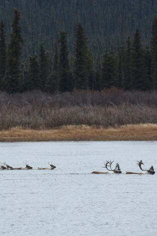 Vida bajo cero. Vida bajo cero: Territorio desconocido