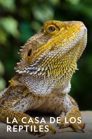 La casa de los reptiles. La casa de los reptiles: Guerras de cocodrilos