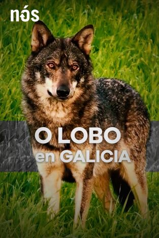 O lobo en Galicia, ameaza ou patrimonio