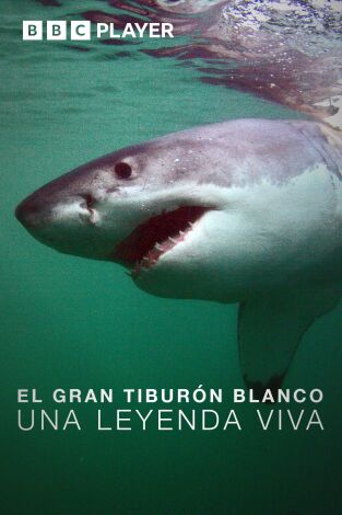 El gran tiburón blanco: una leyenda viva