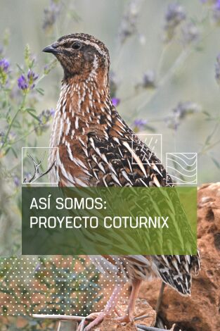 Así somos: Proyecto Coturnix