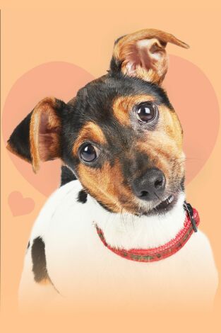 The Dog House. T(T6). The Dog House (T6): Ep.6