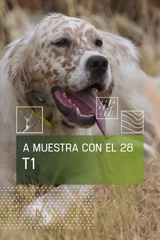 A muestra con el 28. T(T1). A muestra con el 28 (T1): Becadas asentadas al terreno