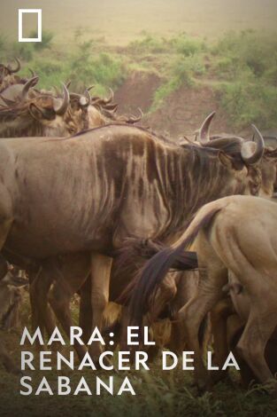 Mara: el renacer de la Sabana