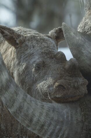 Planeta prehistórico. Planeta prehistórico: La gran helada