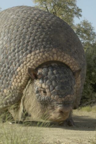 Planeta prehistórico. Planeta prehistórico: Nuevos territorios
