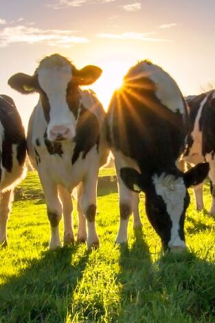 Granjas en acción. T(T1). Granjas en acción (T1): Ep.3