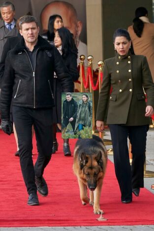 Hudson & Rex. T(T4). Hudson y Rex (T4): Ep.12 Ningún hombre es una isla