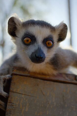 Salvajes por naturaleza. Salvajes por naturaleza: La cría de lémur