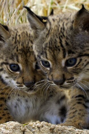 Salvajes por naturaleza. Salvajes por naturaleza: El cachorro de lince