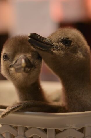 Salvajes por naturaleza. Salvajes por naturaleza: La cría de pingüino