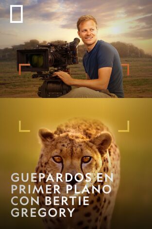 Guepardos en primer plano con Bertie Gregory