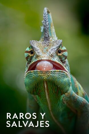 Raros y Salvajes. Raros y Salvajes: Tragado vivo