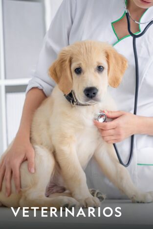 Veterinarios. Veterinarios: Operar a un tigre