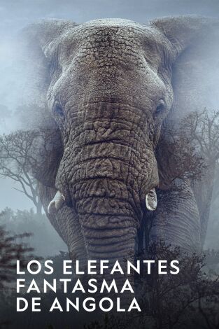 Los elefantes fantasma de Angola