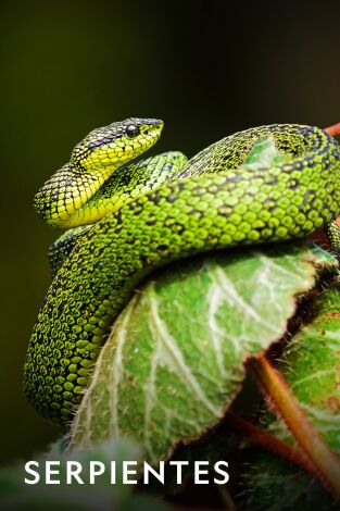 Serpientes. Serpientes: Operación serpiente