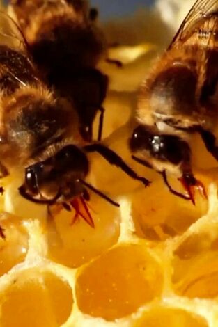 ¿Cómo lo hacen? Mundo animal. ¿Cómo lo hacen?...: Insectos espaciales y mapas mentales de las ardillas
