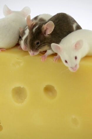 ¿Cómo lo hacen? Mundo animal. ¿Cómo lo hacen? Mundo...: Ratones con queso y manatíes flatulentos