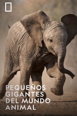 Pequeños gigantes del mundo animal