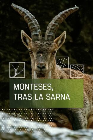 Monteses tras la sarna