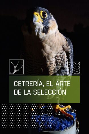 Cetrería: el arte de la selección